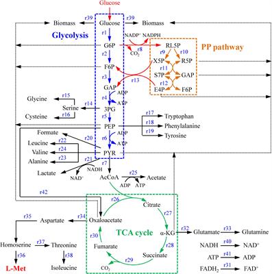 Frontiers | Calcium Carbonate Addition Improves L-Methionine ...