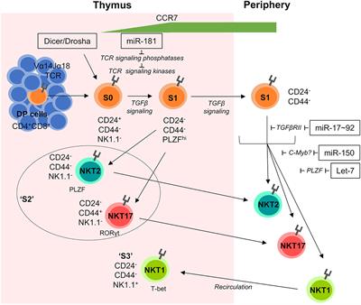 Frontiers | Development of Unconventional T Cells Controlled by MicroRNA