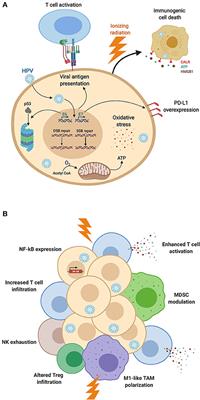 Frontiers | Enhanced Radiation Sensitivity of Human Papillomavirus ...