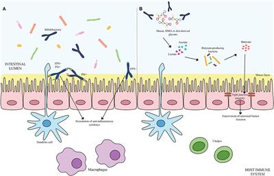 Frontiers | Bifidobacterial Dialogue With Its Human Host and Consequent ...