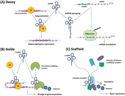 Frontiers | Long Non-coding RNAs Involved in Resistance to Chemotherapy ...