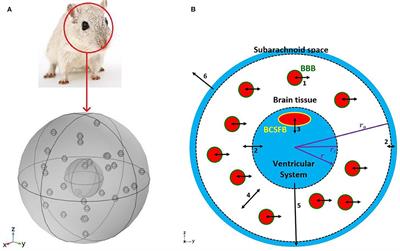 Frontiers | Regulation of CSF and Brain Tissue Sodium Levels by the ...