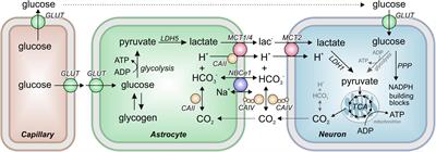 Frontiers Energy Dynamics In The Brain Contributions Of Astrocytes To Metabolism And Ph Homeostasis Neuroscience