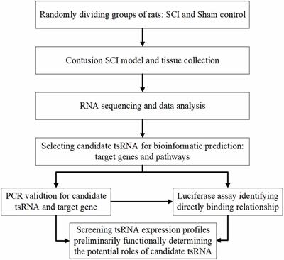 Frontiers | Differential Expression Profiles and Functional Prediction ...