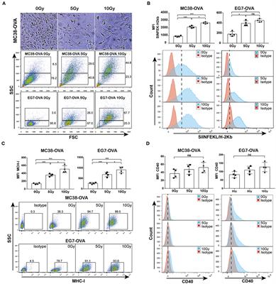 Frontiers | Local Irradiation Sensitized Tumors to Adoptive T Cell ...