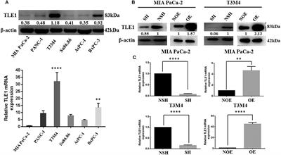 frontiers transducin like enhancer of split 1 inhibits malignant behaviors in vitro and predicts a better prognosis in pancreatic ductal adenocarcinoma oncology