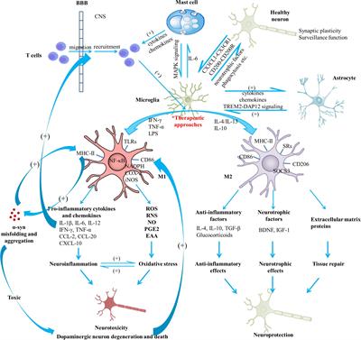 Frontiers | Pharmacological Targeting of Microglial Activation: New ...