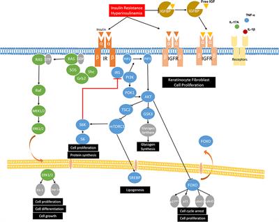 Frontiers | Metabolic Syndrome and Skin Diseases