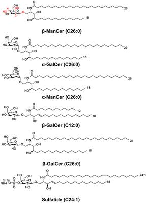 Frontiers | Structure-Function Implications of the Ability of ...