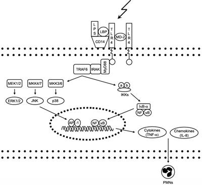 Frontiers | Molecular Dynamics of Lipopolysaccharide-Induced Lung ...