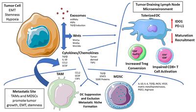 Frontiers | Role of Tumor-Mediated Dendritic Cell Tolerization in ...