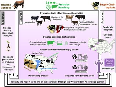 different types of beef cattle