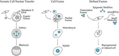 Potential therapeutic avenues to modulate transdifferentiation of