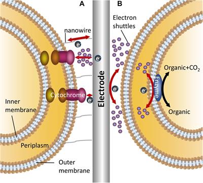 A) Different acceptor blocks can be used for the generation of tissue