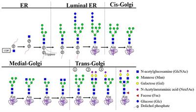 Frontiers | A Comparison of Immunoglobulin Variable Region N-Linked ...