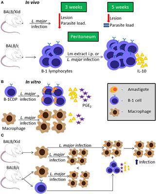 Frontiers | How to B(e)-1 Important Cell During Leishmania Infection