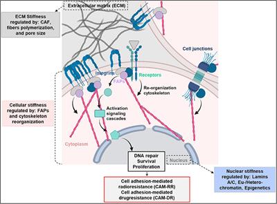 Basement membrane stiffness determines metastases formation