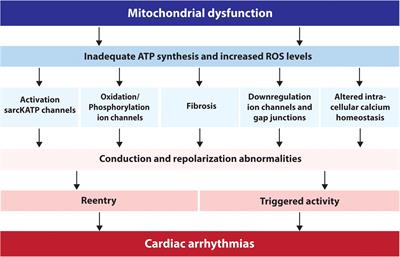 Frontiers | Mitochondrial Dysfunction as Substrate for Arrhythmogenic ...