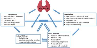 Frontiers Hypothyroidism Cardiovascular Endpoints Of Thyroid Hormone Replacement Endocrinology
