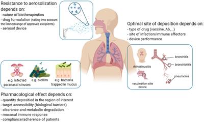 Frontiers | Inhalation of Immuno-Therapeutics/-Prophylactics to Fight ...