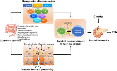 Frontiers | Evaluating the Causal Role of Gut Microbiota in Type 1 ...