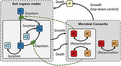 Frontiers Spatial Control Of Carbon Dynamics In Soil By Microbial Decomposer Communities Environmental Science