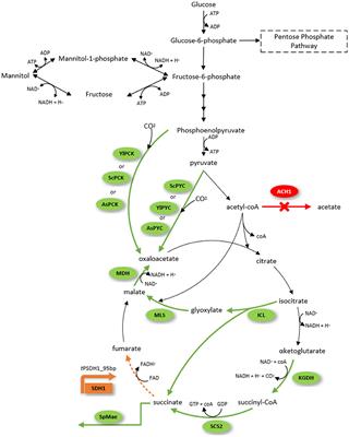 Frontiers | Engineering Oleaginous Yeast as the Host for Fermentative ...