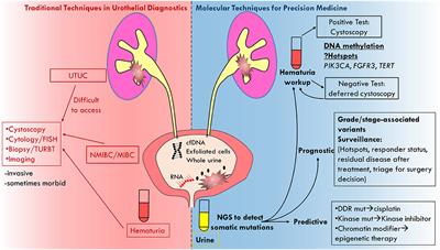 Frontiers | Urine Biopsy—Liquid Gold for Molecular Detection and ...