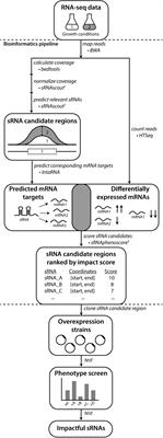 Improving Mobilization of Foreign DNA into Zymomonas mobilis