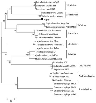 Frontiers Specific Integration Of Temperate Phage Decreases The Pathogenicity Of Host Bacteria Cellular And Infection Microbiology