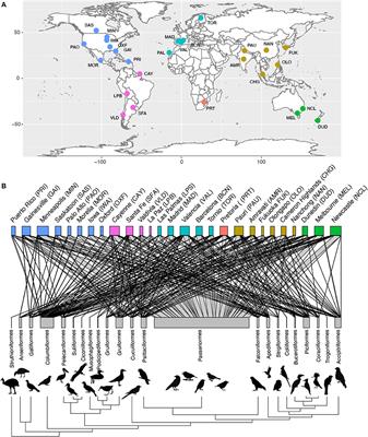 Bird Brain Evolution