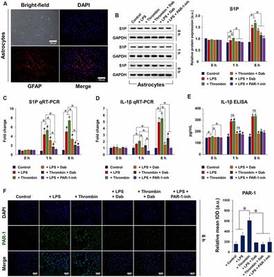 Frontiers | Dabigatran Suppresses PAR-1/SphK/S1P Activation of ...