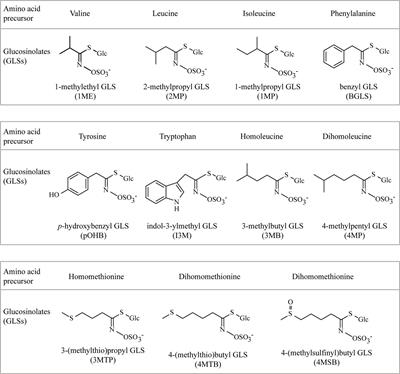 Frontiers | Characterization of Arabidopsis CYP79C1 and CYP79C2 by ...