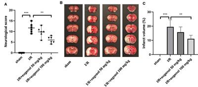 Frontiers | Eugenol Attenuates Cerebral Ischemia-Reperfusion Injury by ...