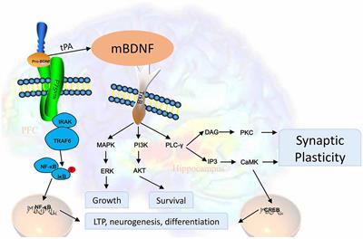 Frontiers | The Role of BDNF on Neural Plasticity in Depression