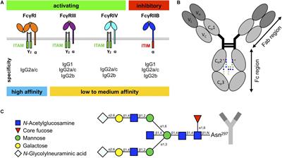 Frontiers  Unraveling cross-reactivity of anti-glycan IgG