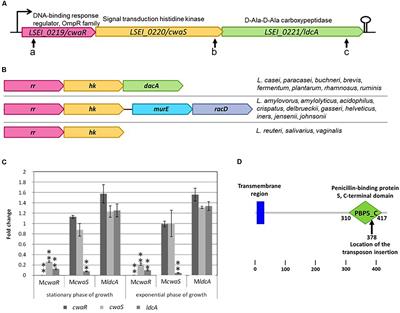 Frontiers Study Of The Cwars Ldca Operon Coding A Two Component System And A Putative L D Carboxypeptidase In Lactobacillus Paracasei Microbiology