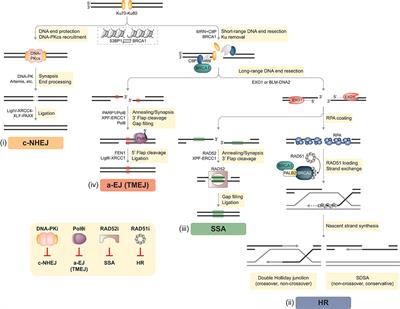 Frontiers  Harnessing DNA Double-Strand Break Repair for Cancer 