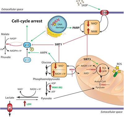 TSN: Diet, Metabolism, and Aging - Keystone Symposia