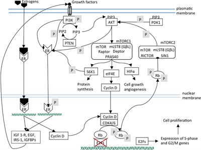 Frontiers | Sequential or Concomitant Inhibition of Cyclin-Dependent ...