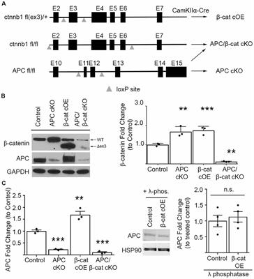 Frontiers Excessive B Catenin In Excitatory Neurons Results In Reduced Social And Increased Repetitive Behaviors And Altered Expression Of Multiple Genes Linked To Human Autism Frontiers In Synaptic Neuroscience