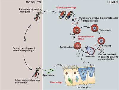 Frontiers | Role of Extracellular Vesicles in Cellular Cross Talk in ...