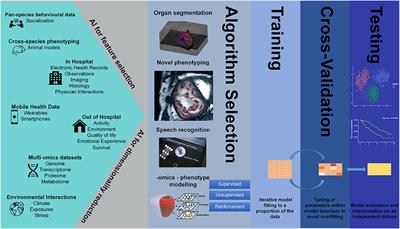 AI-powered interpretable imaging phenotypes noninvasively