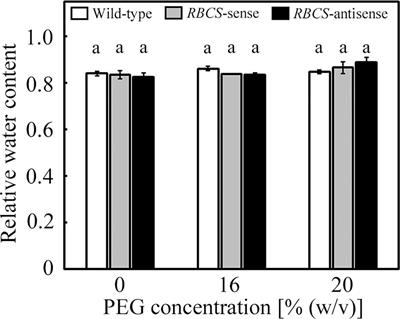 Frontiers Photorespiration Coupled With Co2 Assimilation Protects Photosystem I From Photoinhibition Under Moderate Poly Ethylene Glycol Induced Osmotic Stress In Rice Plant Science