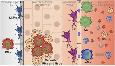 Frontiers | Understanding the Heterogeneity of Resident Liver Macrophages