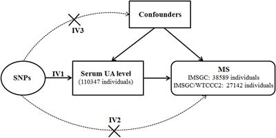 Frontiers Serum Uric Acid Level And Multiple Sclerosis A Mendelian Randomization Study Genetics