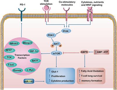 Frontiers | T Cell Dysfunction and Exhaustion in Cancer