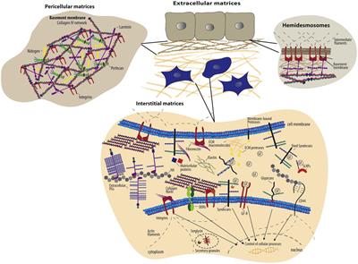 Frontiers  Using extracellular matrix as the bio-glue for wound repair in  the surgery