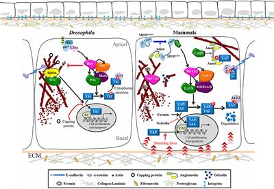 Frontiers | Hippo Signaling-Mediated Mechanotransduction in Cell ...