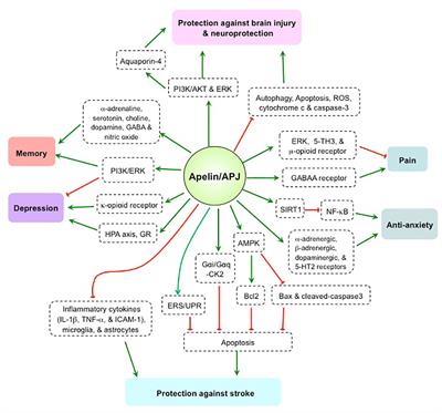 Frontiers | The Apelin/APJ System in Psychosis and Neuropathy